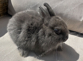Gorgeous Netherlands dwarf doe.