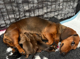 Miniature dachshund puppies