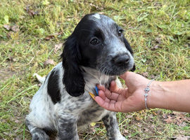 Beautiful Cocker Spaniel Girls &ndash; Ready for Loving Homes