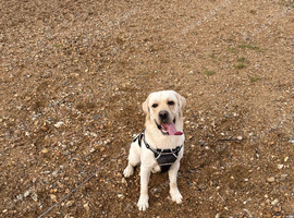 Wonderful Toby