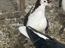 Lahore adult pair