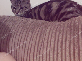 Two beautiful cats