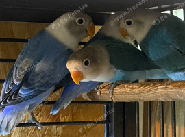 Blue Lovebirds babies for sale