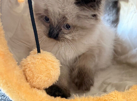 Cute baby ragdoll