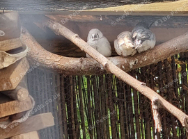 A selection of black cheeks