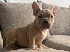 Pocket bully pups