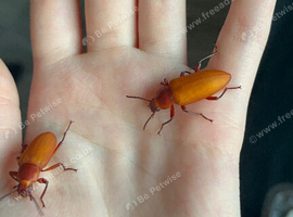 Zophobas morio (Morio beetles)