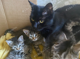 Tabby Kittens Ready to New Home Medway