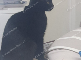 Sophie female black cat