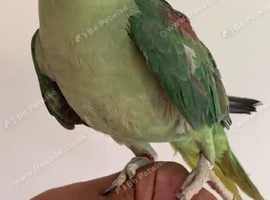 Baby alexandrine