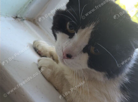 Male cat age 5