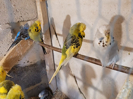 Young Bugies for sale