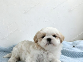 Shih-tzu puppes
