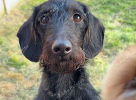 Doxiepoo