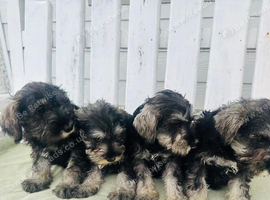 Mini Schnauzer boys ready now