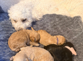Beautiful puppies
