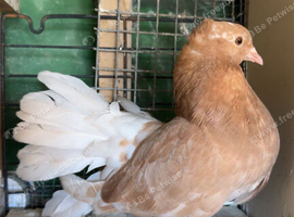 6 fantails looking for new homes