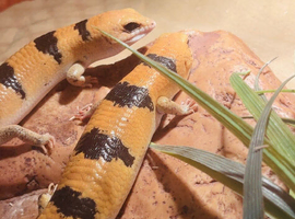 Two unsexed Peter banded skinks!