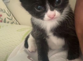 kittens
