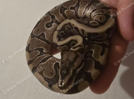 Baby GHI Low piebald male