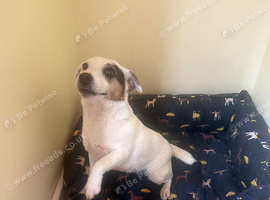 Molly needs a new home