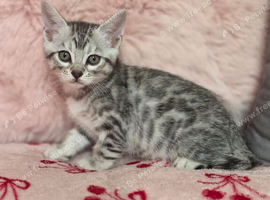 Bengal Cross Maine Coon Kittens Ready Now