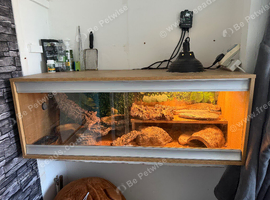 Pablo - Male rescue Bearded Dragon