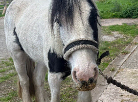 Coloured Cob Mare