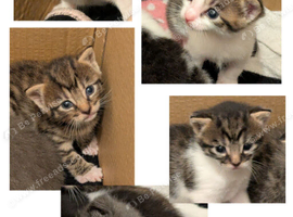 Kittens for sale