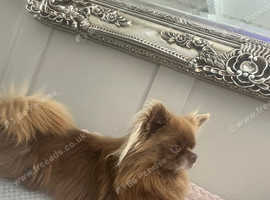 KC Reg Russian X Italian Chihuahua Stud