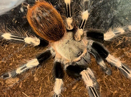 Tarantula