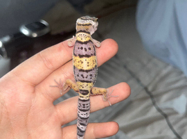 Baby leopard gecko ready to leave in around 4/5 weeks