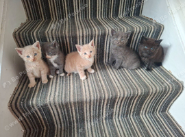 FLUFFY MAINE COON CROSS KITTENS