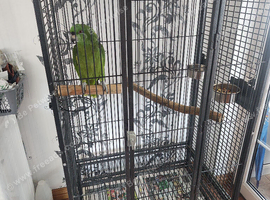 Yellow naped Amazon