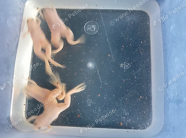 African albino claw frogs