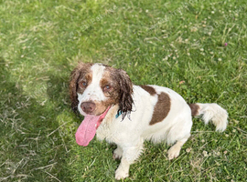 Teddy 1 year old sprocker