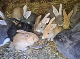 Beautiful Litter of Mixed Coloured Pure Bred Continental Giants - Vaccinated - RESERVE