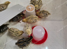 Baby quail