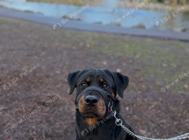 Female Rottweiler - Home Needed