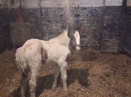 Coloured cob filly foal