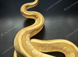 Male Lesser Fire YB het clown het DG