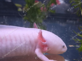 Axolotl female