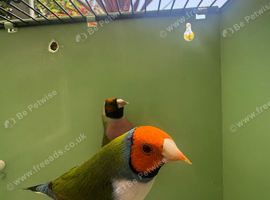 Finches for sale