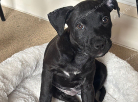 Beautiful puppy for sale