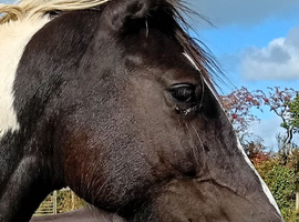 Donallt Romeo 3yr old coloured  WPB