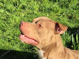 Male staffy