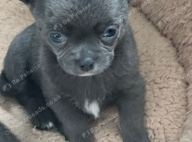 Kc registered smooth coat chihuahua puppies