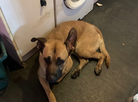 German shepherd cross cane corso