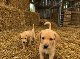 Labrador puppies from working lines