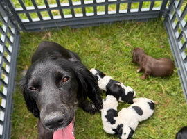 Beautiful Sprocker Puppies from Kc reg parents